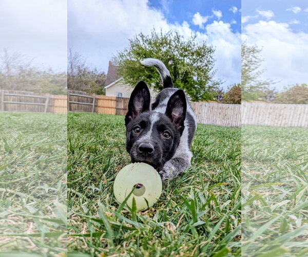 Medium Photo #3 Collie-Unknown Mix Puppy For Sale in Sandy, UT, USA