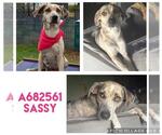 Small #1 Catahoula Leopard Dog Mix