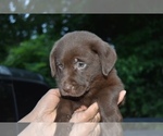Small Photo #2 Shepradors Puppy For Sale in RIVERDALE, MD, USA