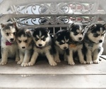 Small Photo #2 Siberian Husky Puppy For Sale in JACKSONVILLE, FL, USA
