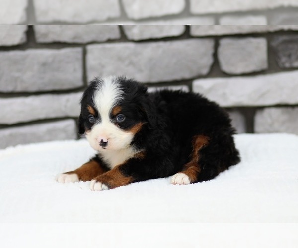 Medium Photo #7 Bernese Mountain Dog Puppy For Sale in FREDERICKSBURG, OH, USA