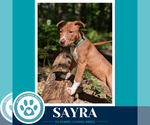 Small #5 Labrador Retriever Mix