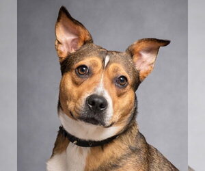 Mutt Dogs for adoption in Canton, CT, USA