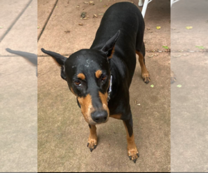 Journey - Female Doberman Pinscher Dog for Adoption - Photo #4