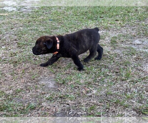 Medium Photo #25 Rotticorso Puppy For Sale in REEVESVILLE, SC, USA