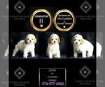 Small #1 Cavapoo