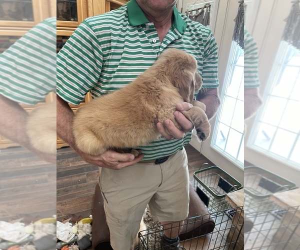 Medium Photo #5 Golden Retriever Puppy For Sale in NEOSHO, MO, USA