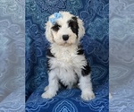 Small Photo #1 Sheepadoodle Puppy For Sale in PORT DEPOSIT, MD, USA