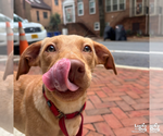 Small #6 Labrador Retriever-Retriever  Mix