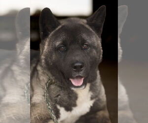 Akita Dogs for adoption in Pottstown, PA, USA