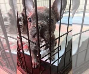 French Bulldog Puppy for sale in WESTCHESTER, CA, USA