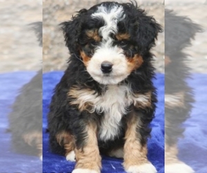 Bernedoodle Puppy for sale in SOUND BEACH, NY, USA