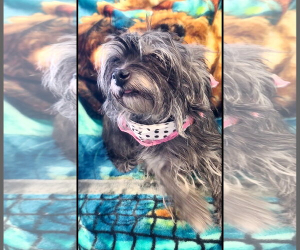 Medium Photo #1 Shih Tzu-Unknown Mix Puppy For Sale in Grafton, WI, USA