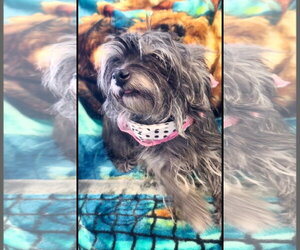 Shih Tzu-Unknown Mix Dogs for adoption in Grafton, WI, USA