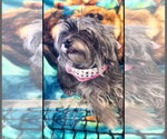Small Shih Tzu Mix
