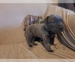 Small Photo #2 Cane Corso Puppy For Sale in JACKSON, GA, USA