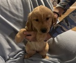Image preview for Ad Listing. Nickname: Goldens