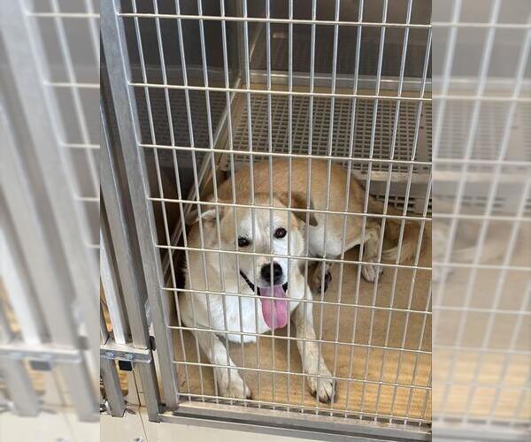 Medium Photo #1 Labrador Retriever-Unknown Mix Puppy For Sale in Grand Prairie, TX, USA