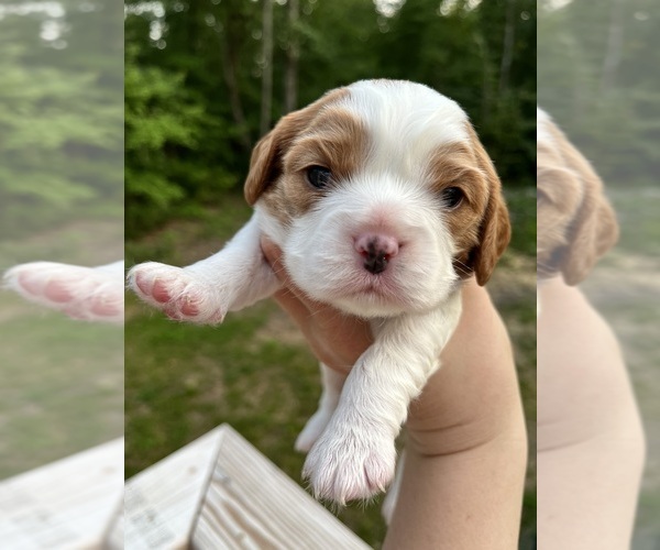 Medium Photo #1 Cavalier King Charles Spaniel Puppy For Sale in SPARTA, TN, USA