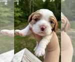 Small Photo #1 Cavalier King Charles Spaniel Puppy For Sale in SPARTA, TN, USA