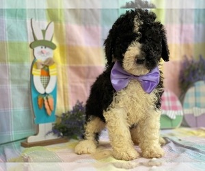 Bernedoodle Puppy for sale in LANCASTER, PA, USA
