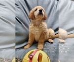 Small Photo #6 Golden Retriever Puppy For Sale in MERCED, CA, USA