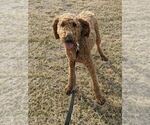Small Photo #1 Goldendoodle Puppy For Sale in KINGSTON, MO, USA