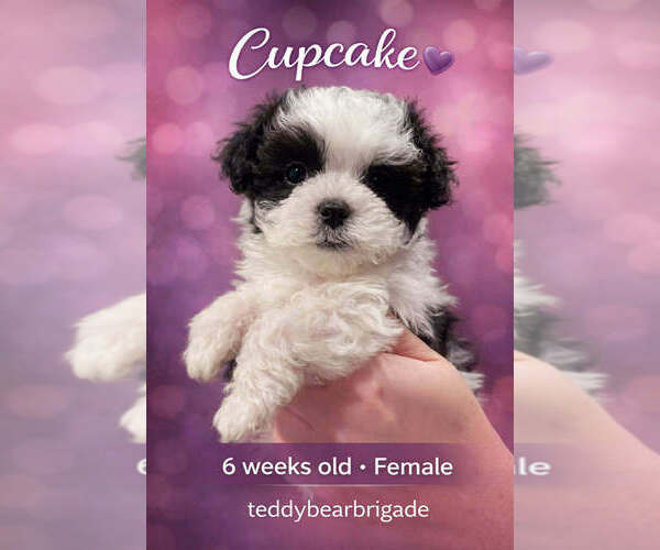 Medium Photo #5 Mal-Shi Puppy For Sale in NASHVILLE, TN, USA