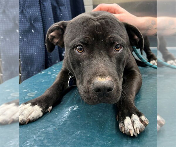 Medium Photo #1 Mutt Puppy For Sale in Mobile, AL, USA