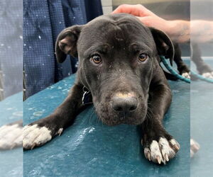 Mutt Dogs for adoption in Mobile, AL, USA