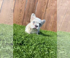 French Bulldog Puppy for sale in CHULA VISTA, CA, USA
