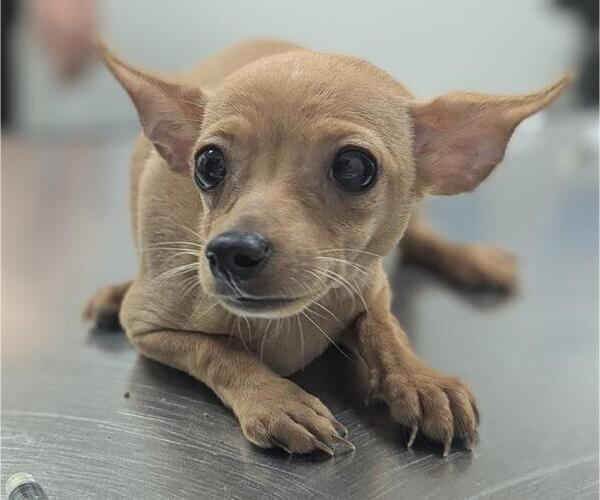 Medium Photo #1 Chihuahua Puppy For Sale in Fort Lauderdale, FL, USA
