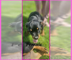 Small Photo #5 Rottweiler Puppy For Sale in WAVELAND, IN, USA