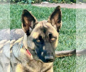 Mutt Dogs for adoption in Newport Beach, CA, USA