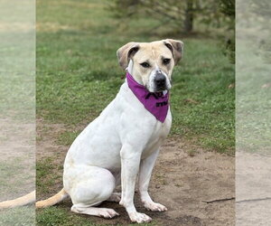 Mutt Dogs for adoption in Spring Lake, NJ, USA