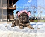 Small #1 French Bulldog