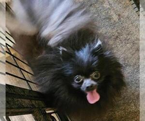 Mother of the Pomeranian puppies born on 06/18/2026