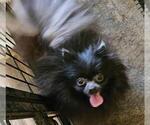 Small Photo #1 Pomeranian Puppy For Sale in MABANK, TX, USA