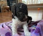 Small Photo #11 Poodle (Standard) Puppy For Sale in PRIOR LAKE, MN, USA