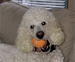 Small Photo #1 Poodle (Standard) Puppy For Sale in WAGONER, OK, USA