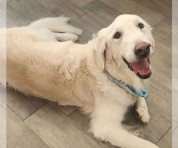 Medium Photo #2 Golden Retriever Puppy For Sale in Sandy, UT, USA