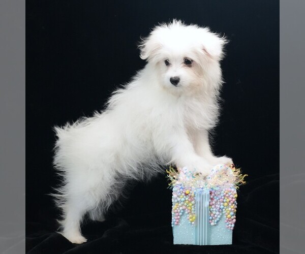 Medium Photo #1 Maltipom Puppy For Sale in ROCK VALLEY, IA, USA