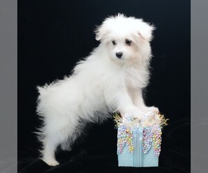 Maltipom Puppy for sale in ROCK VALLEY, IA, USA