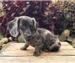 Small #2 Dachshund