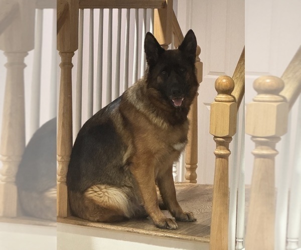 Medium Photo #1 German Shepherd Dog Puppy For Sale in DIGHTON, MA, USA