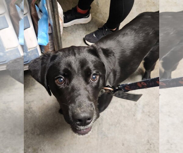 Medium Photo #5 Labrador Retriever-Unknown Mix Puppy For Sale in North Myrtle Beach, SC, USA