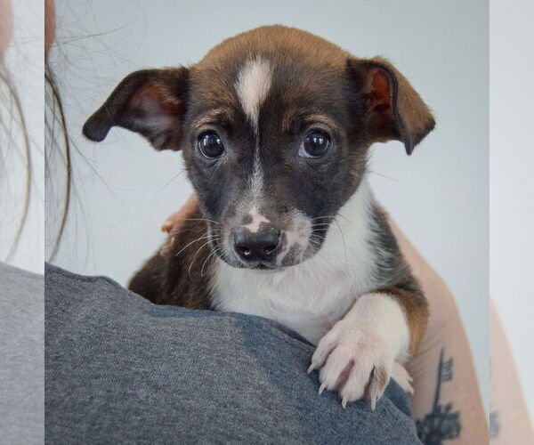 Medium Photo #5 Chipin Puppy For Sale in Huntley, IL, USA