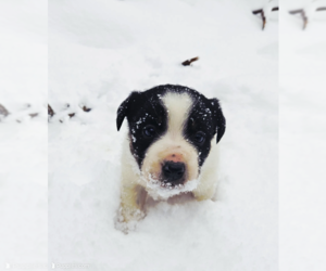 Australian Cattle Dog-Border Collie Mix Puppy for sale in PARISH, NY, USA