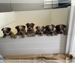 Australian Cattle Dog Puppy for sale in RICHMOND, MI, USA
