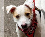Small #4 Labrador Retriever Mix